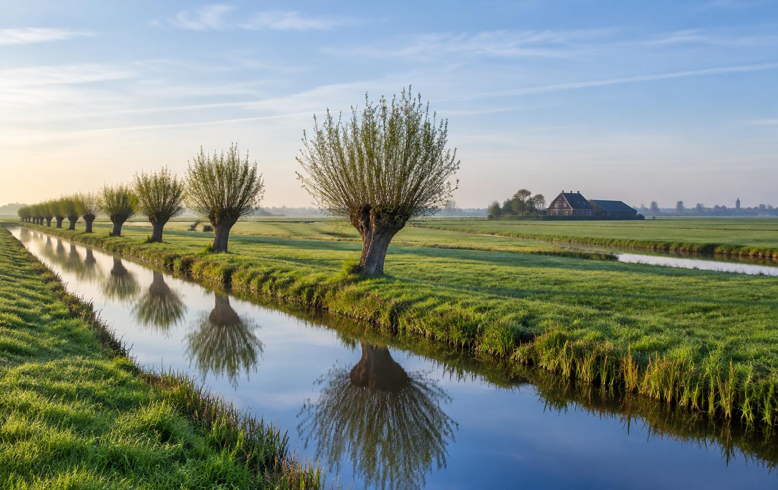 Polderlandschap in het Groene Hart met knotwilgen langs een sloot